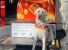 Take a selfie with the Fire Horse on the Grote Street entrance to Chinatown just like Merlin did. 